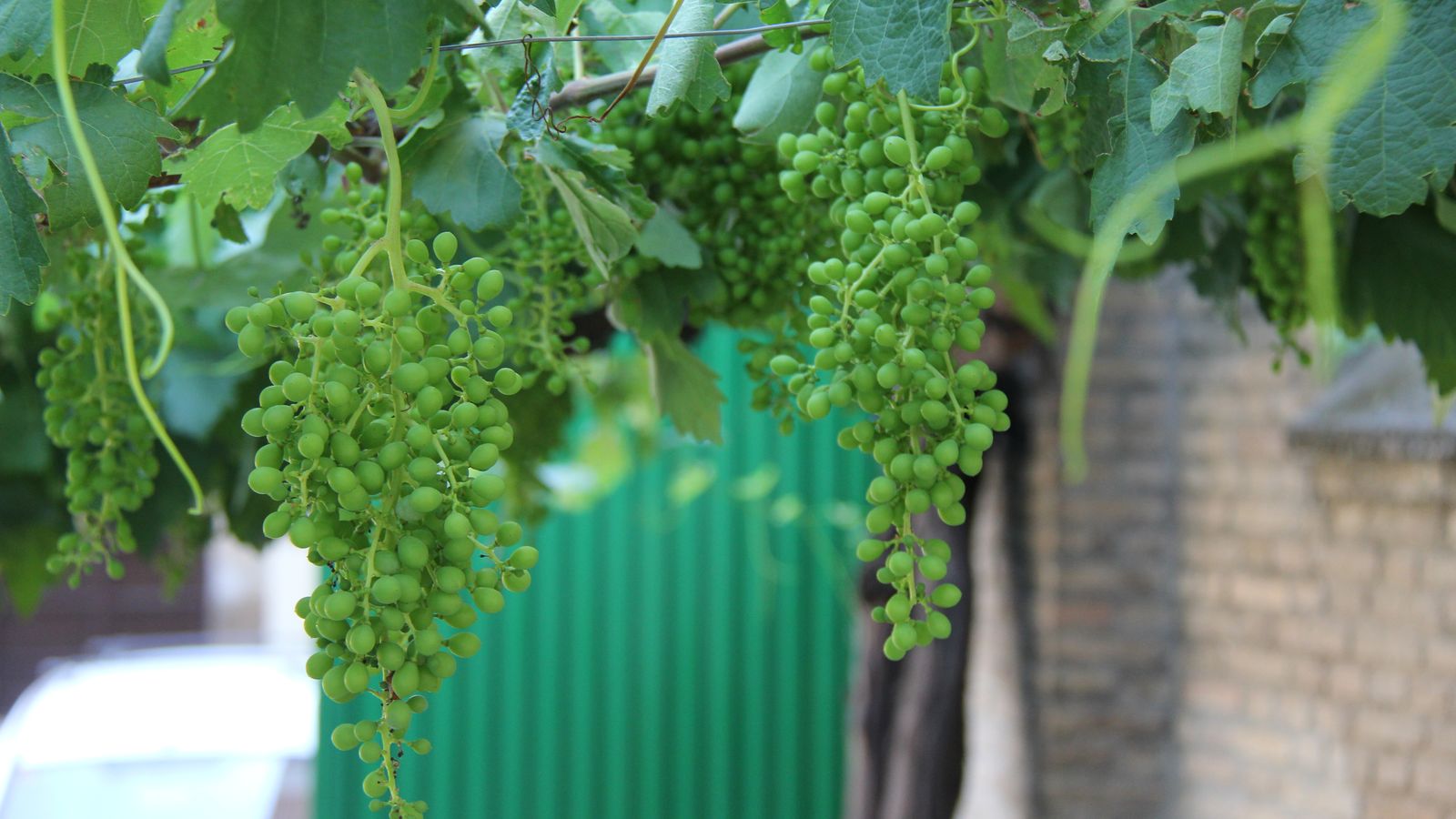 La parra que corona el patio de arrastre de la Plaza de toros de Granada, bajo la cual cada mañana de toros se celebra el sorteo