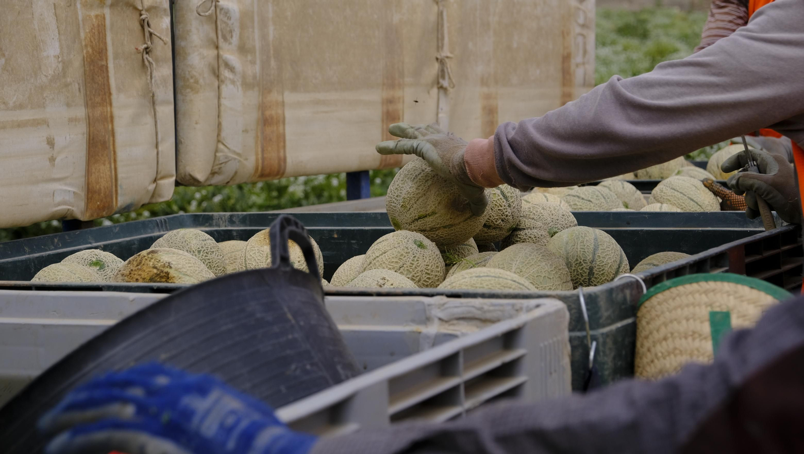 La sandía y el melón de Huércal Overa, manjares en imágenes