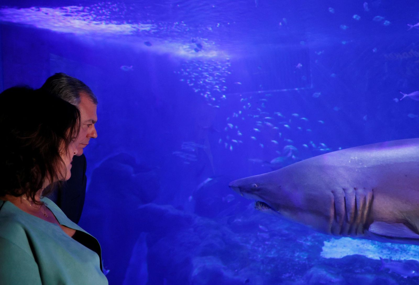 El alcalde contempla un tiburón en el acuario