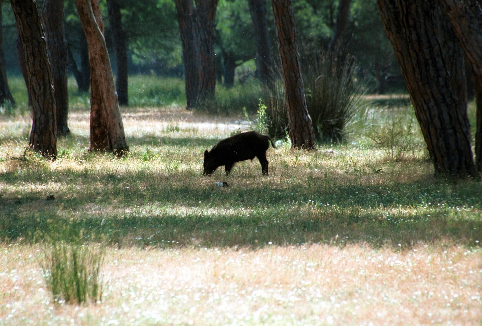 Imagen de un jabalí silvestre