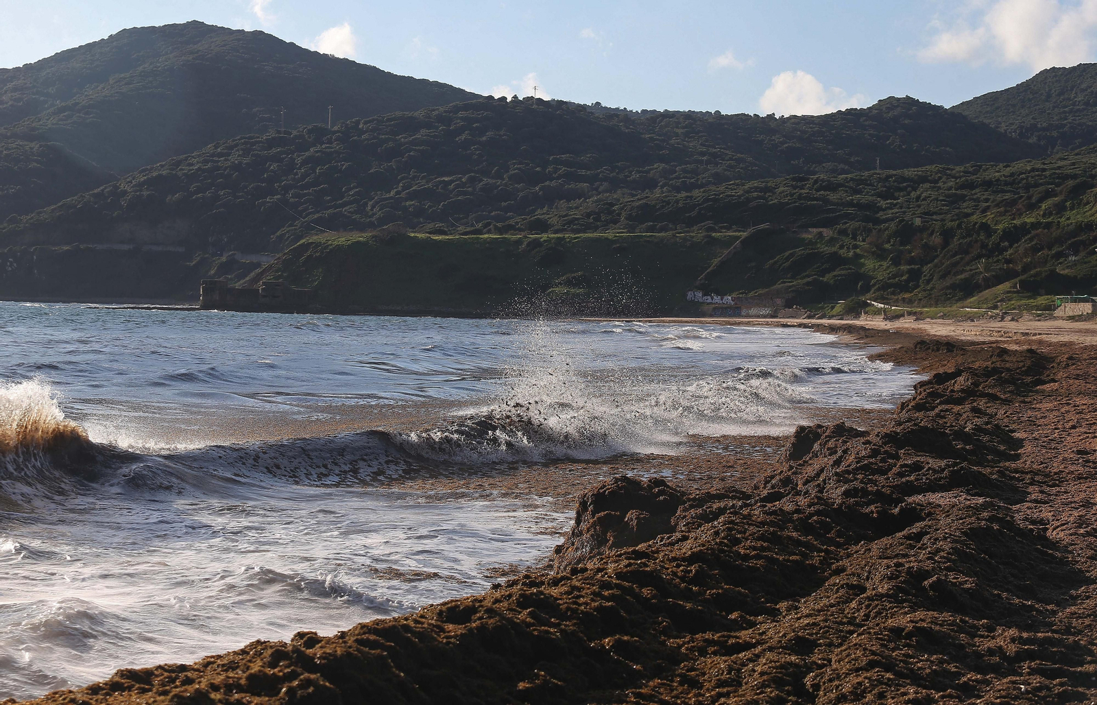 Fotos del alga invasora en la playa de Getares