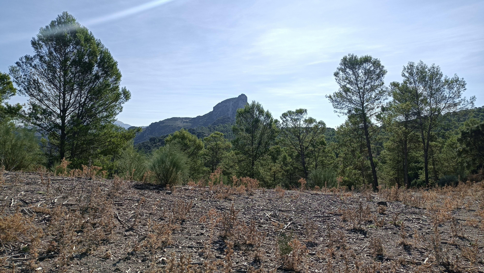 Llegamos a un claro en la parte alta. Al fondo vemos ya el Zaframagón.