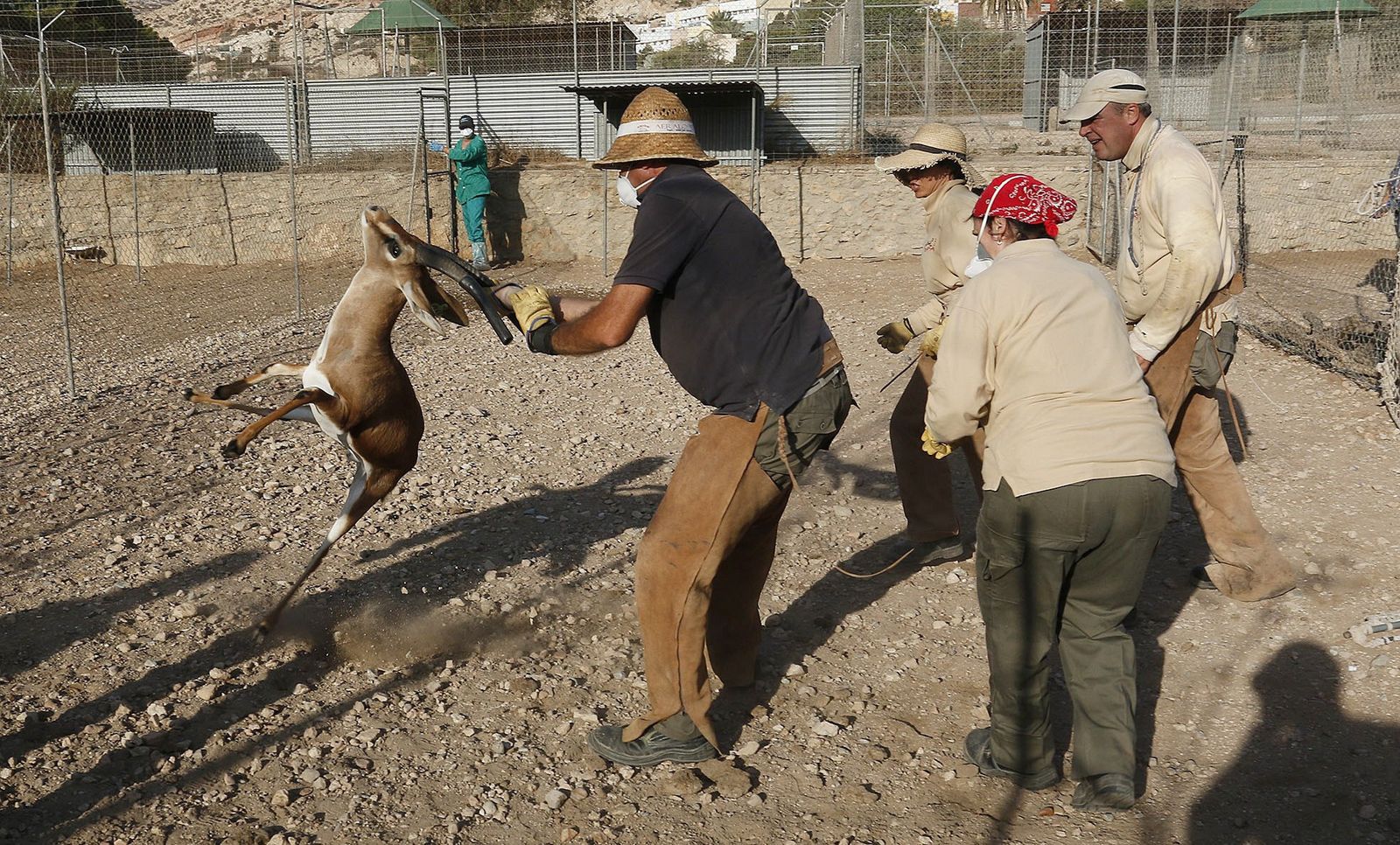 Un nuevo parque zoológico se une al Programa de Cría en Cautividad de la gacela de Cuvier del CSIC