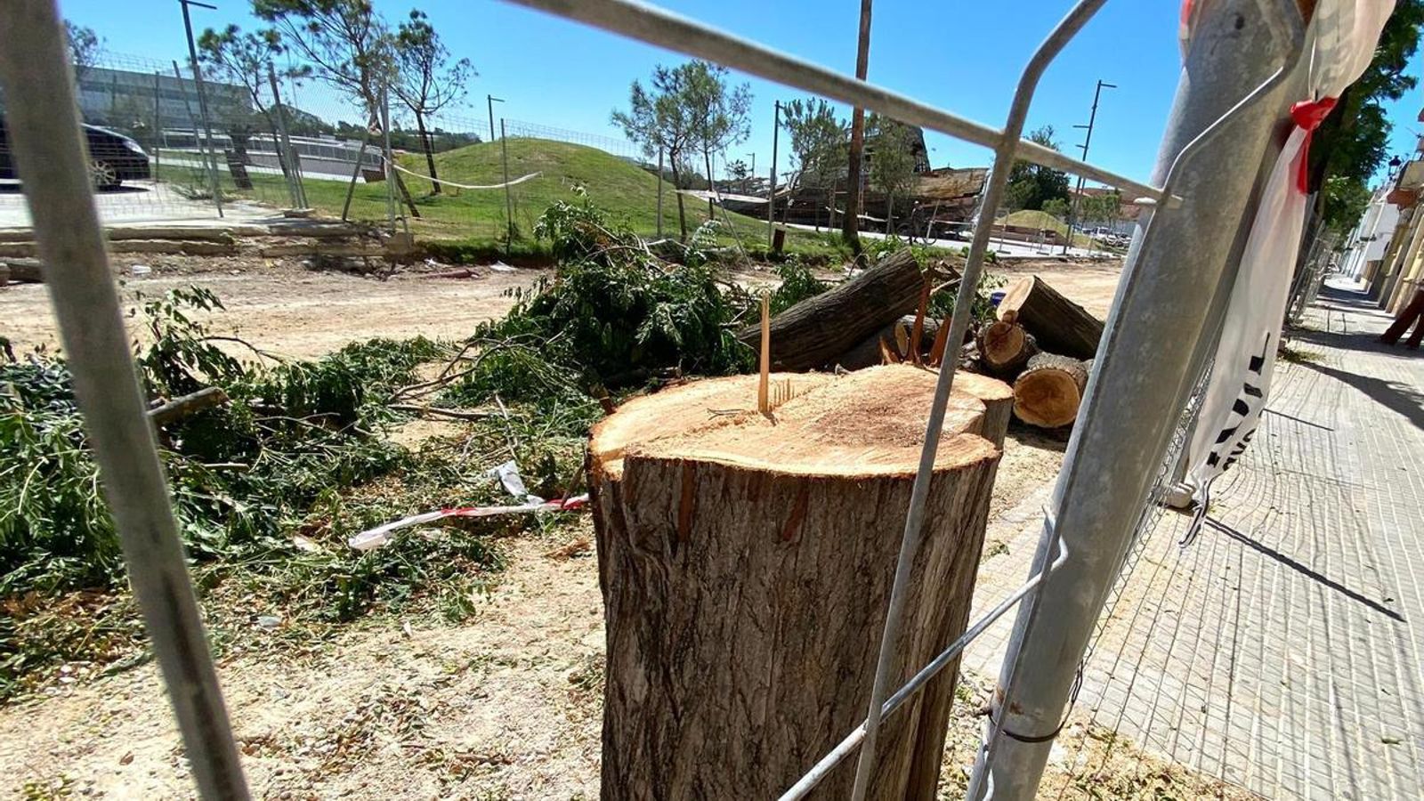 Varios ejemplares del arbolado urbano han sido talados durante las obras.