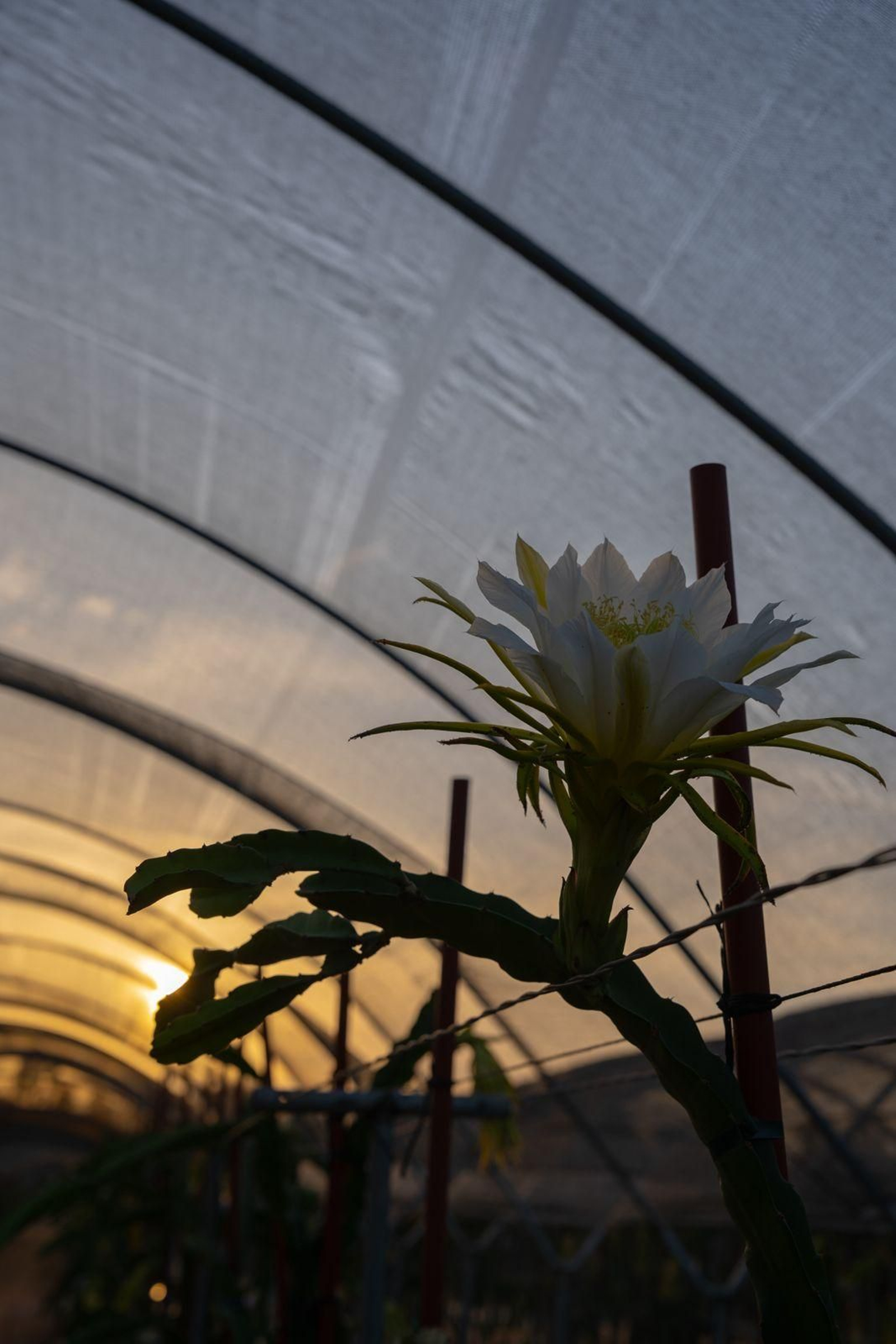 Cultivo de pitaya en un invernadero.