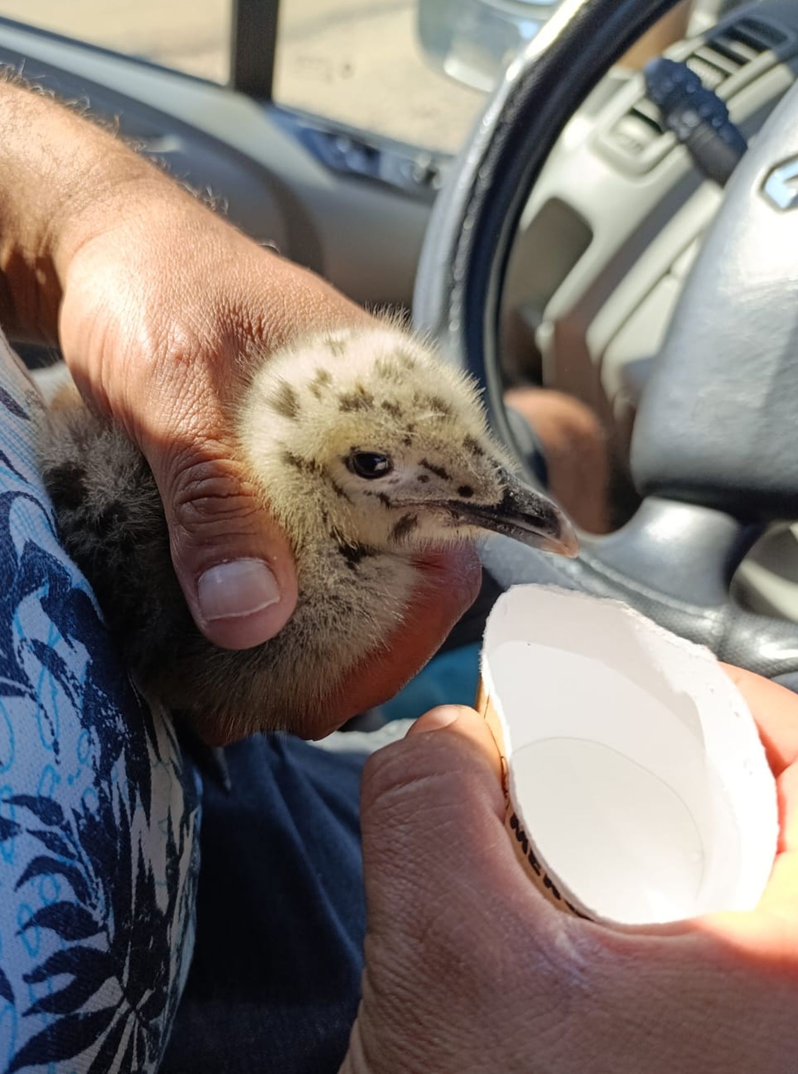 Gaviota en el momento de su rescate.