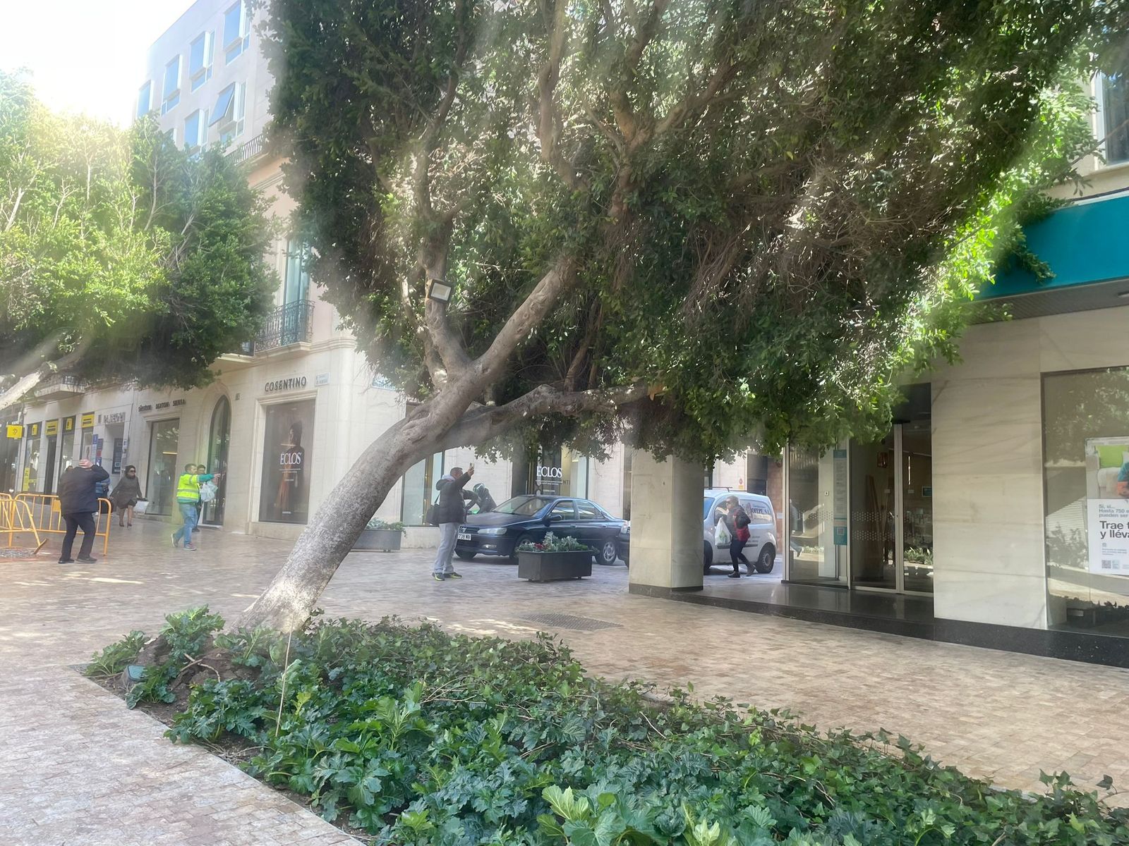 Ficus de El Paseo Doblado.