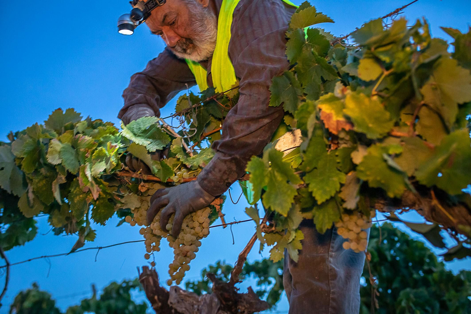 La vendimia nocturna de Tío Pepe
