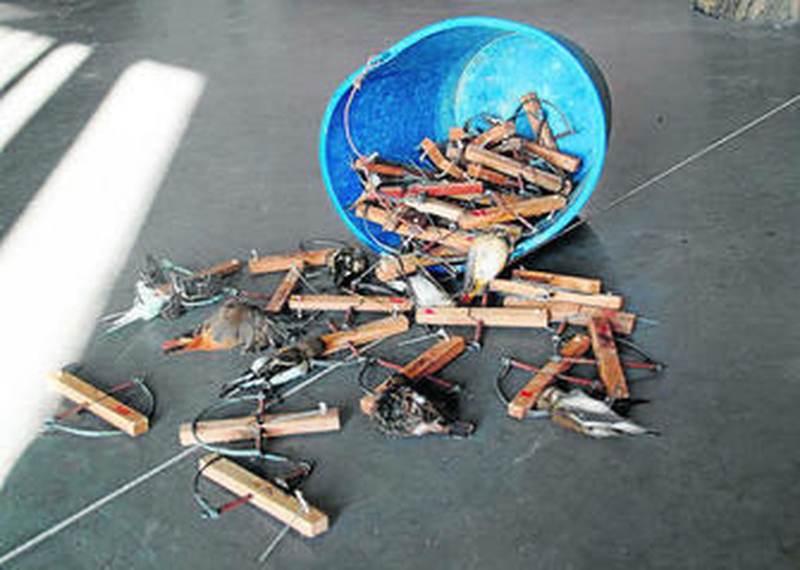 Numerosas costillas y algunos pájaros ya cazados que ha intervenido la Guardería rural.