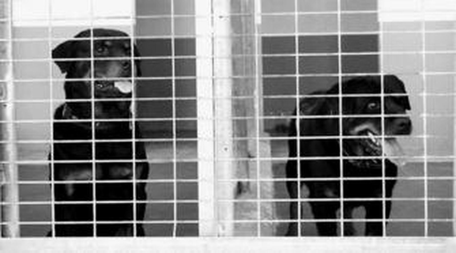 Imagen tomada ayer de los dos perros en sus jaulas del refugio de animales El Paraíso.