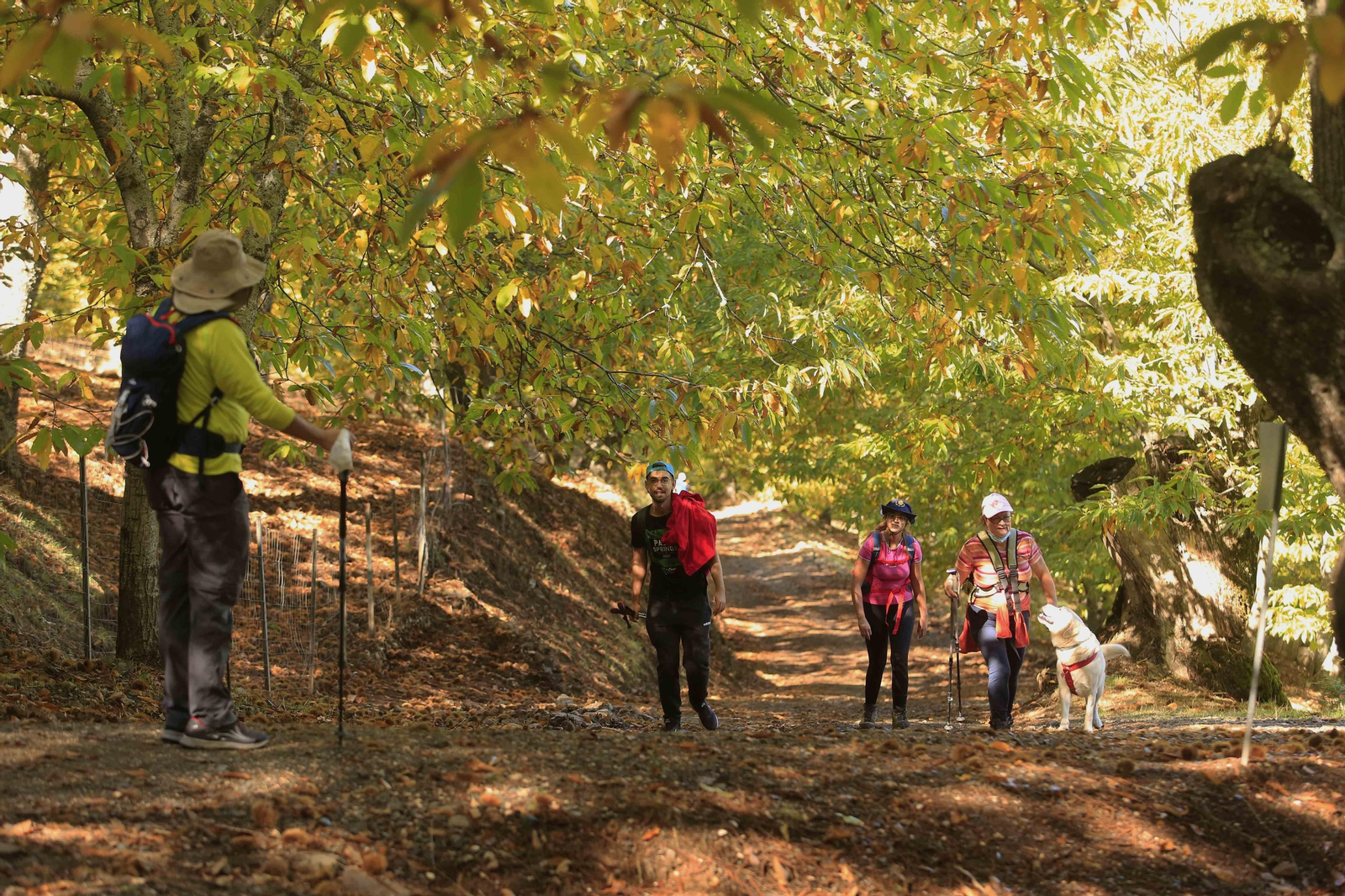 El Bosque de Cobre en el primer otoño de la pandemia