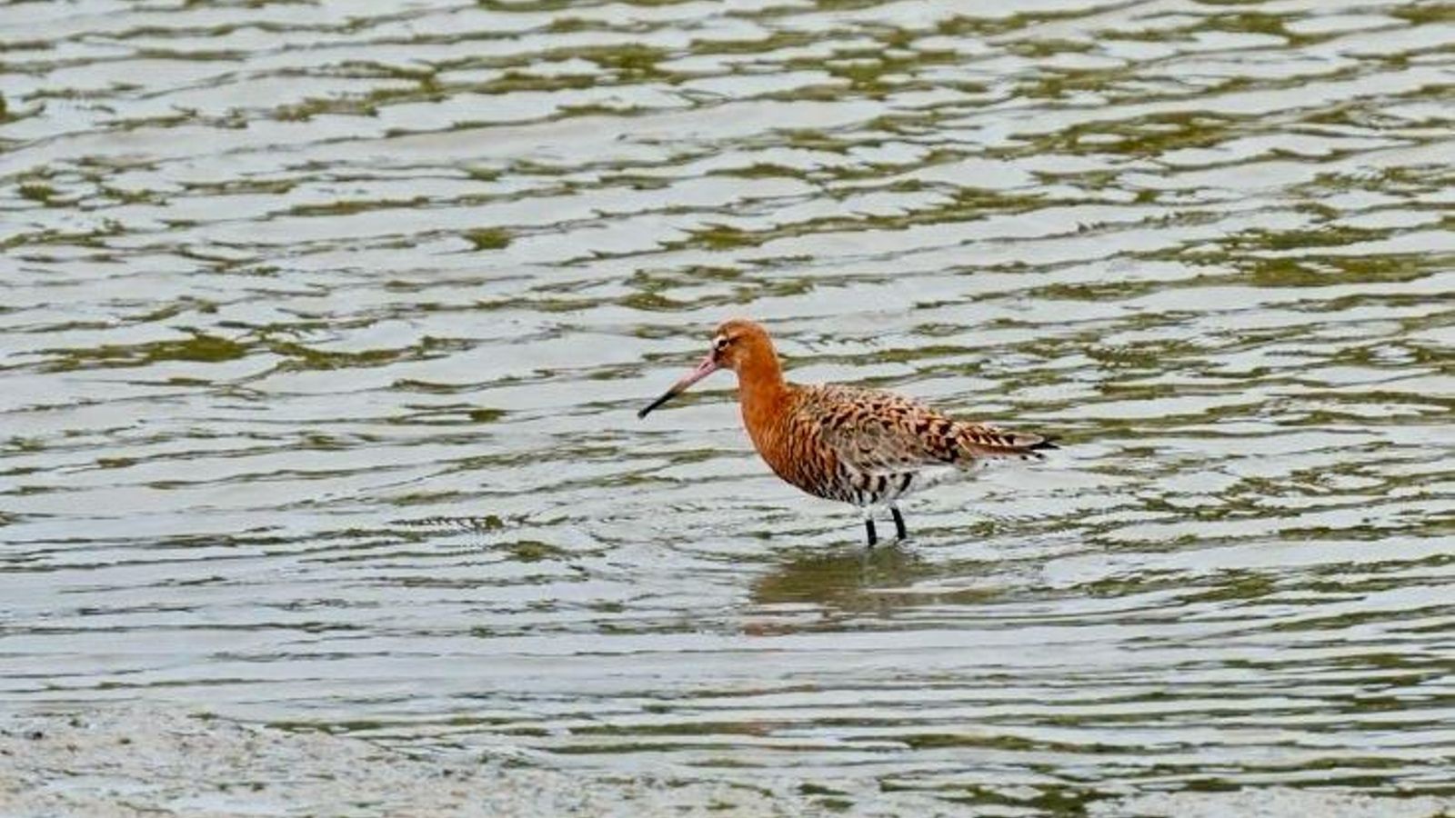 Una de las especies que se pudo observar durante la ruta.