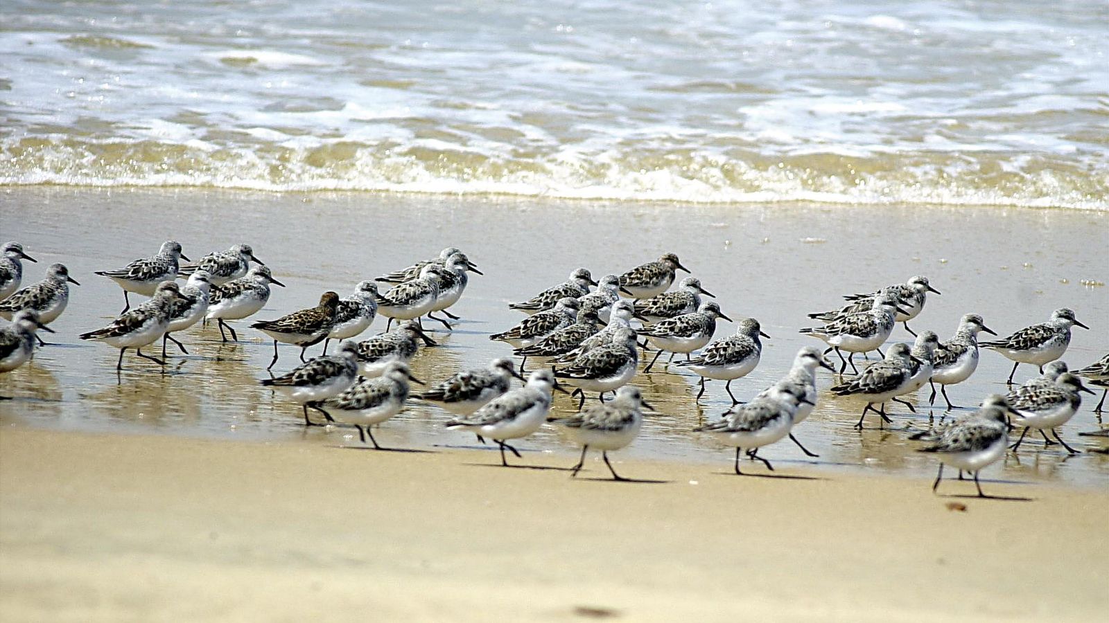 Un paseo por Doñana en imágenes