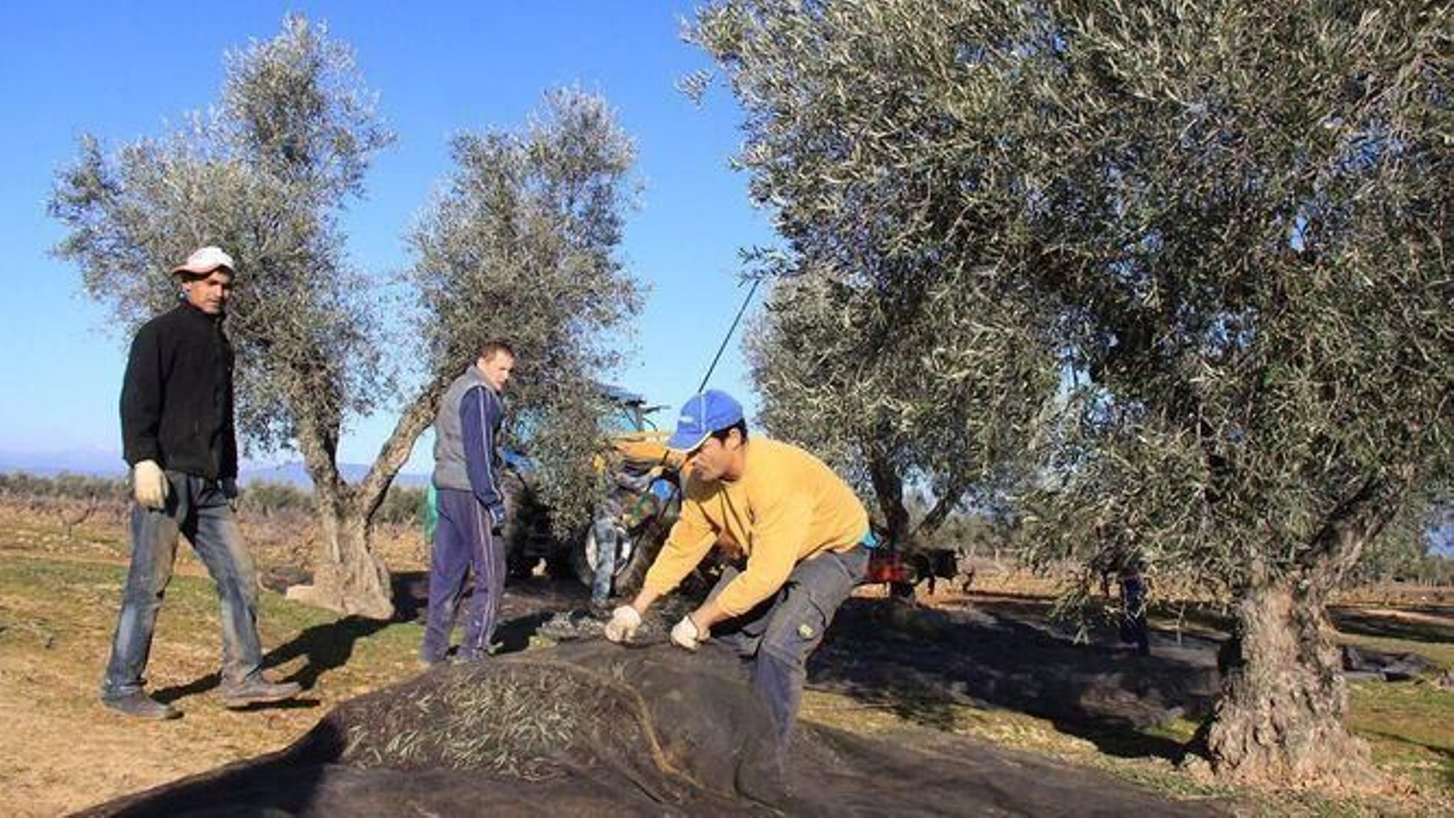 Jornaleros en la aceituna.