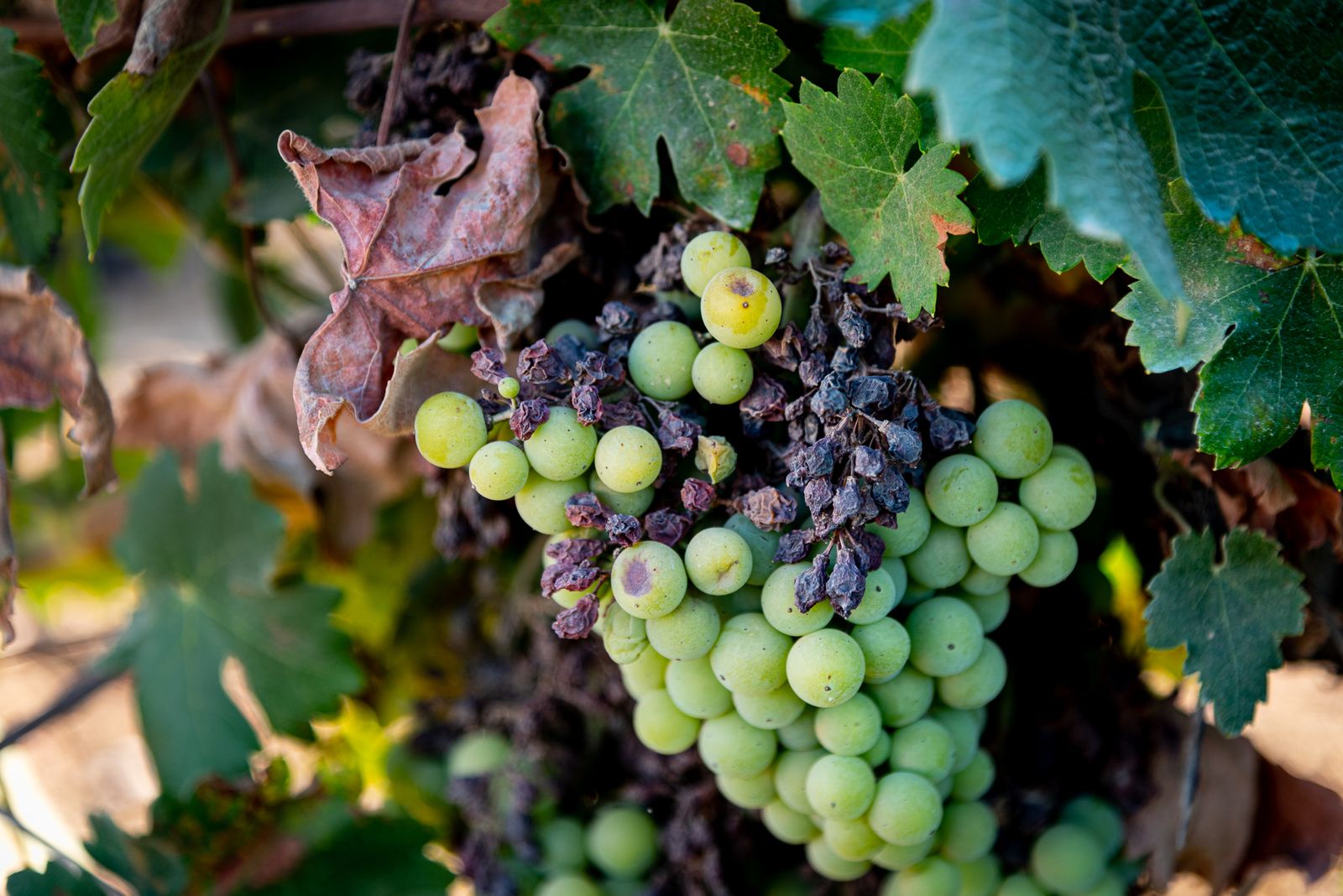 Imágenes de los estragos del parásito mildiu en los viñedos del Condado