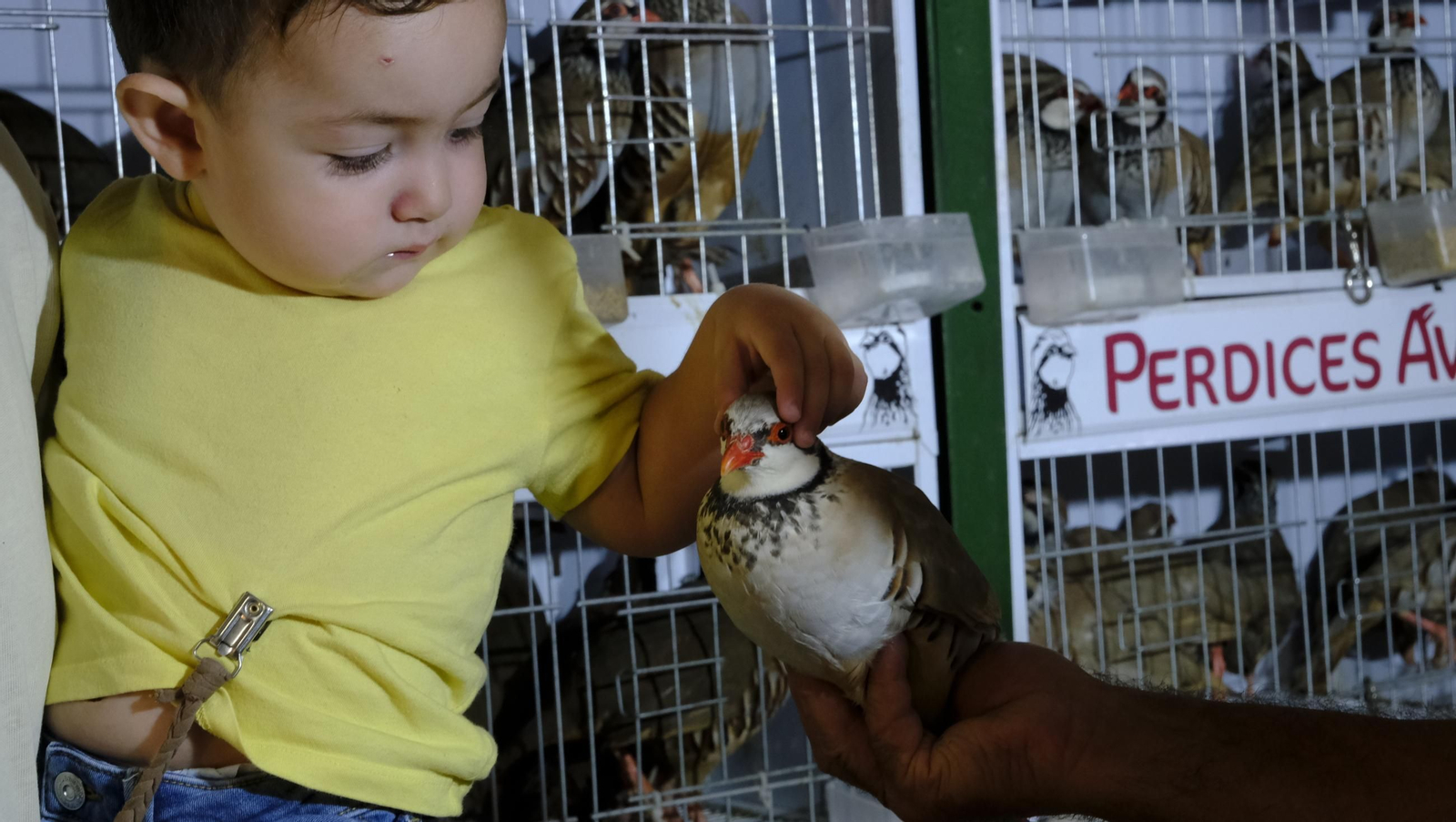 Las fotos de la Feria del Ganado y del Pájaro Perdiz en Albox