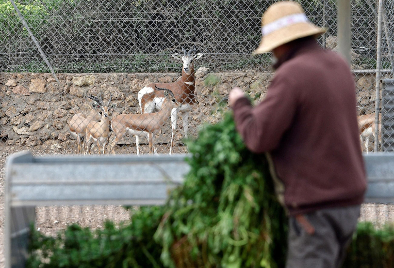 Vista de varios ejemplares de la  gacela de Mohor en la  finca  de la  Hoya  en Almería.