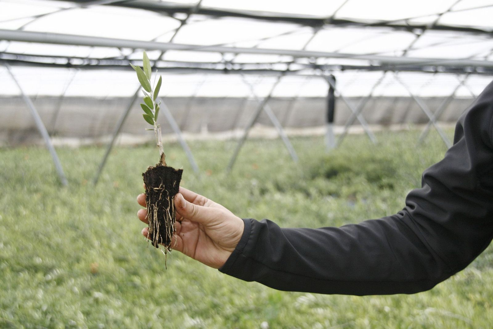 Un vivero de plantas de olivo.