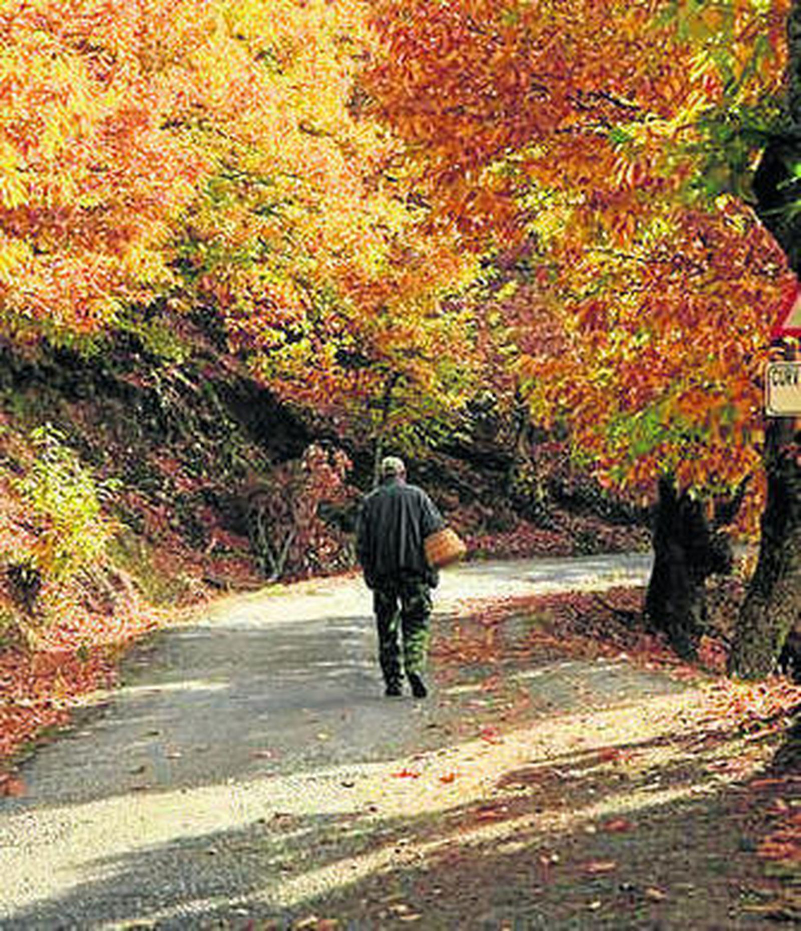 Los castañares en otoño.