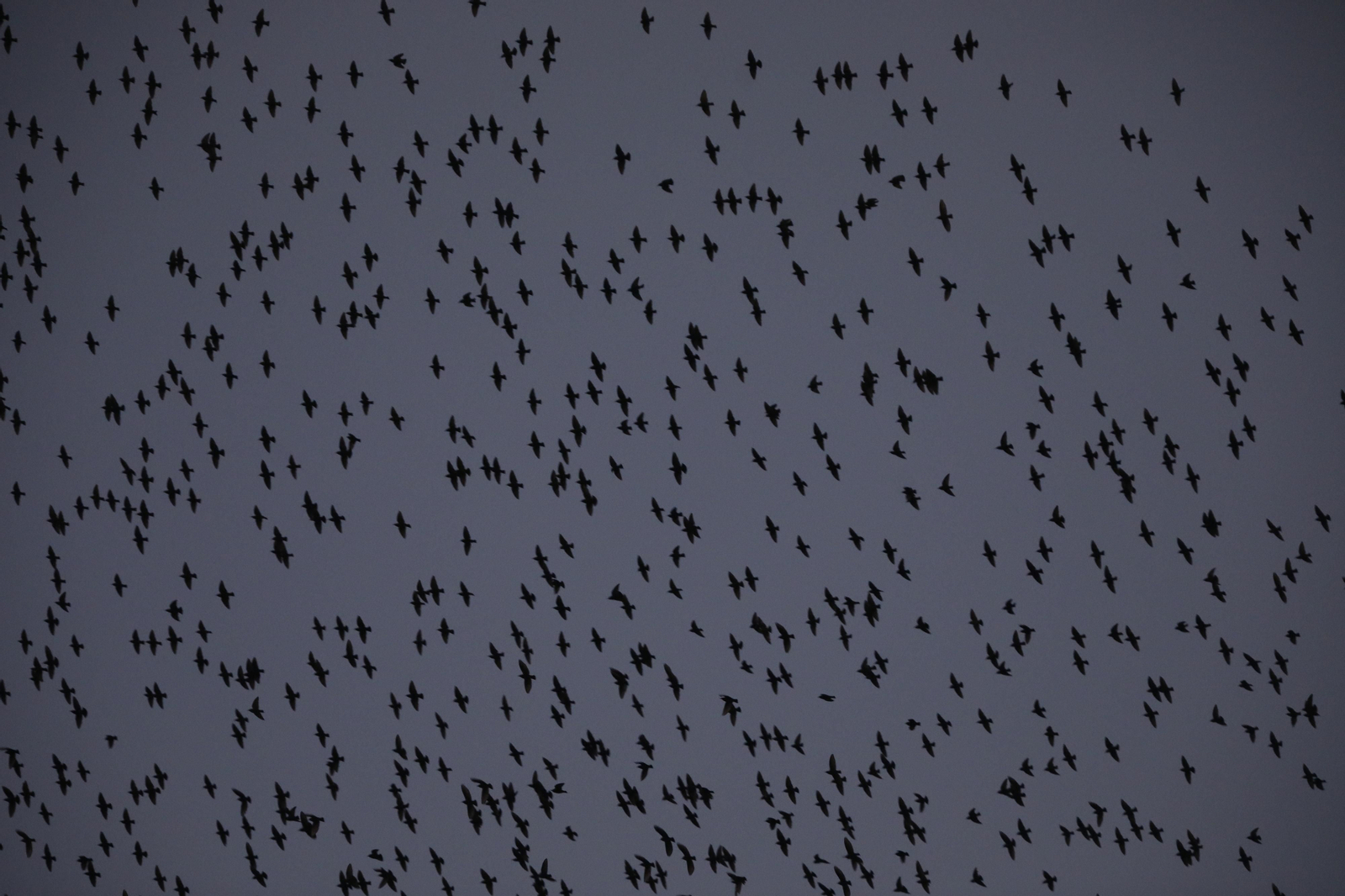 Las aves que habitan en Los Sotos de la Albolafia de Córdoba, en fotografías