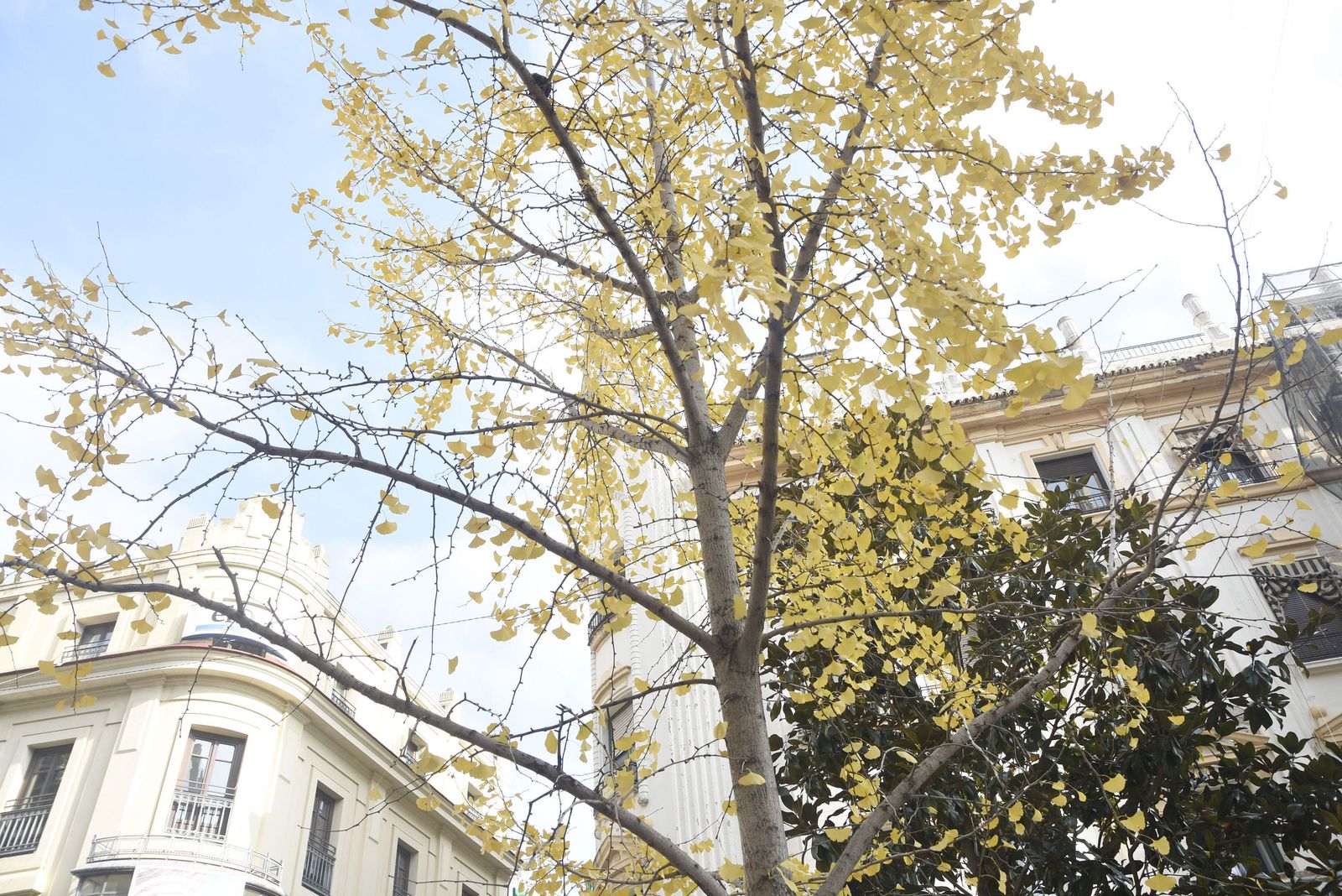 Un ginkgo plantado en Córdoba.