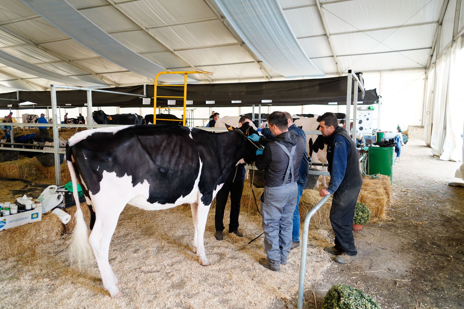 La Feria de Ganado Frisón Usías Holsteins de Dos Torres, en fotografías