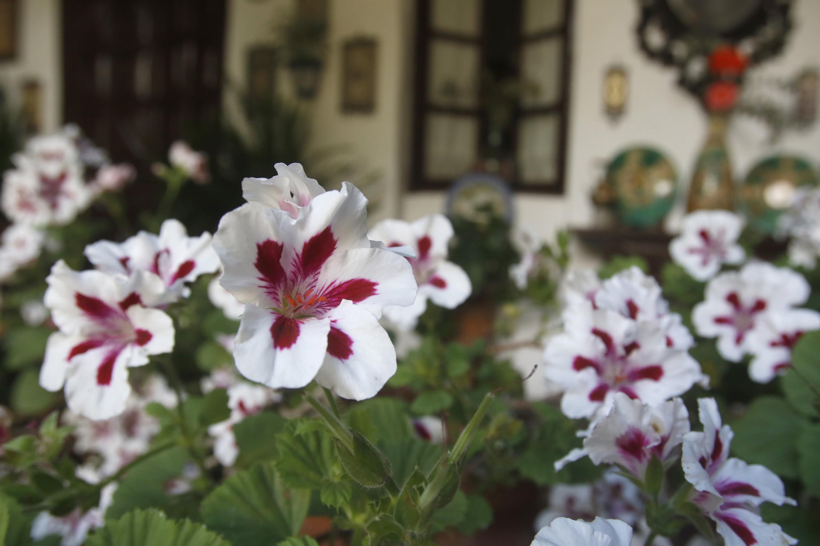 Ruta Santa Marina - San Agustín de los Patios de Córdoba, en imágenes