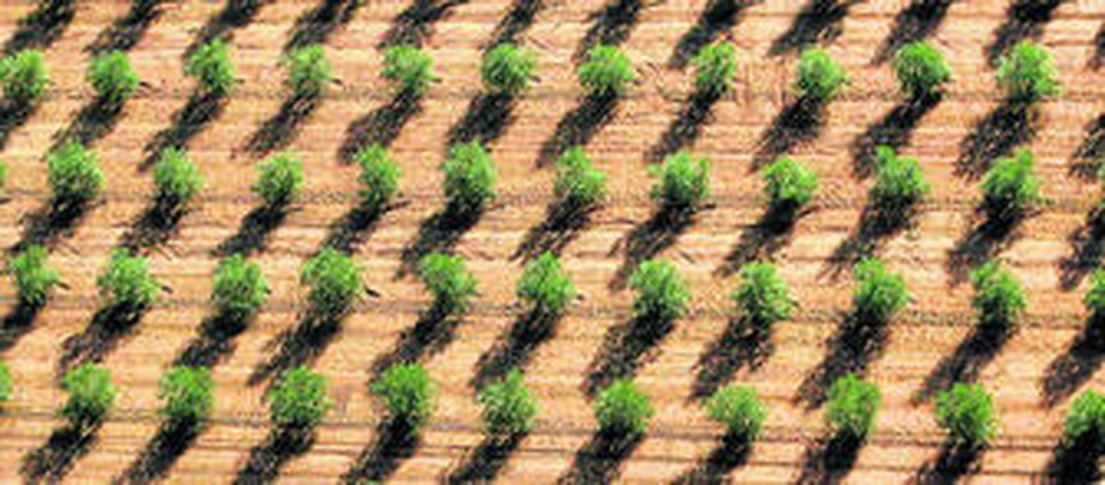 Imagen aérea de un campo de olivares.