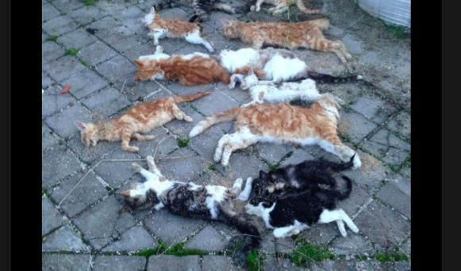 Envenenan a una colonia de casi 100 gatos con paquetes de raticida