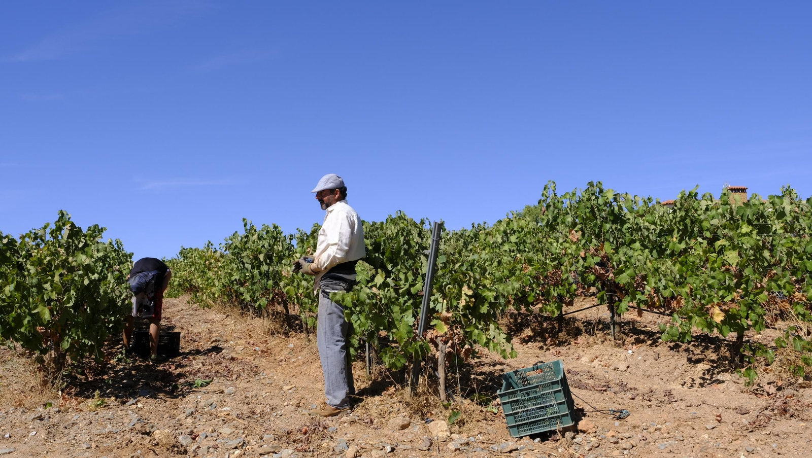 Las imágenes de la vendimia en la zona de Laujar de Andarax