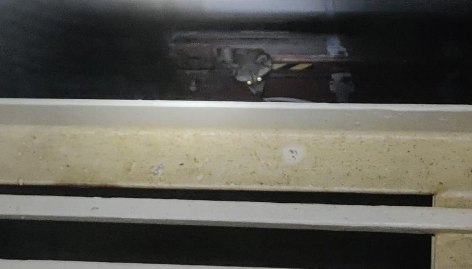 El mapache, oculto entre los contenedores del 'Maersk Chicago'.