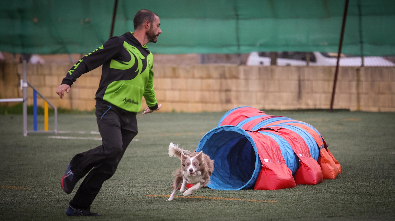 Habilidad canina en la prueba puntuable para el Campeonato de España de 'Agility' celebrado en Jerez Espectaculares las pruebas de disciplina canina puntuables para el Campeonato de España de Agility