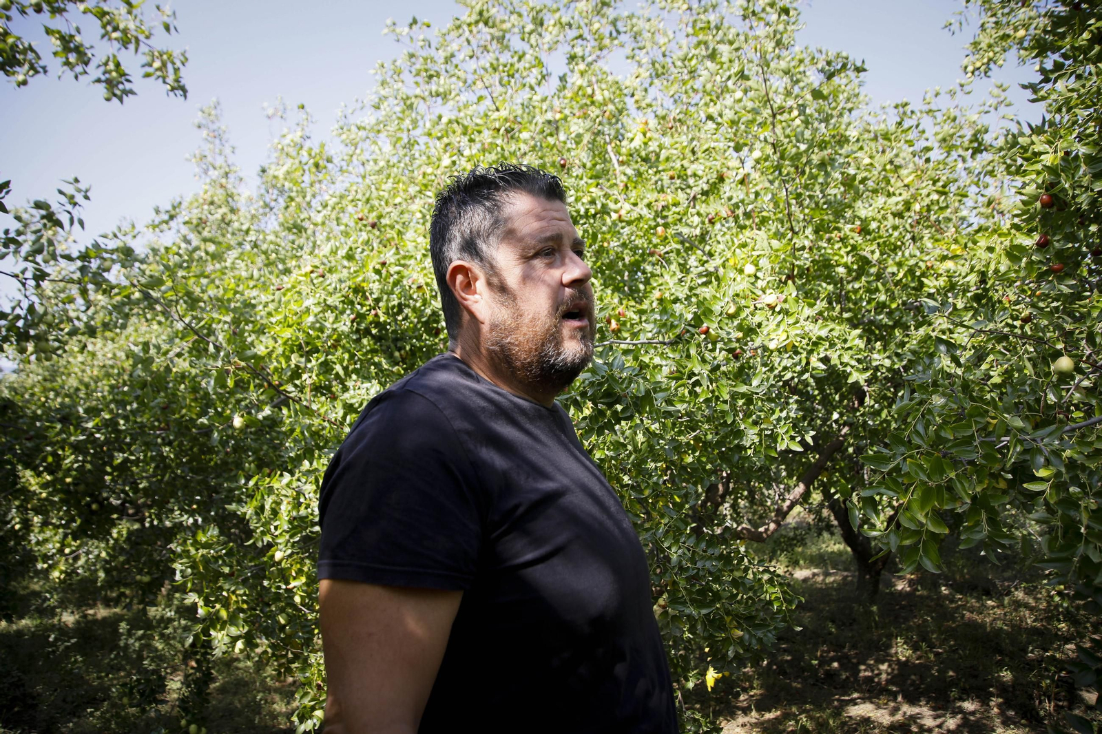 Imágenes del cultivo de azufaifas en Abrucena