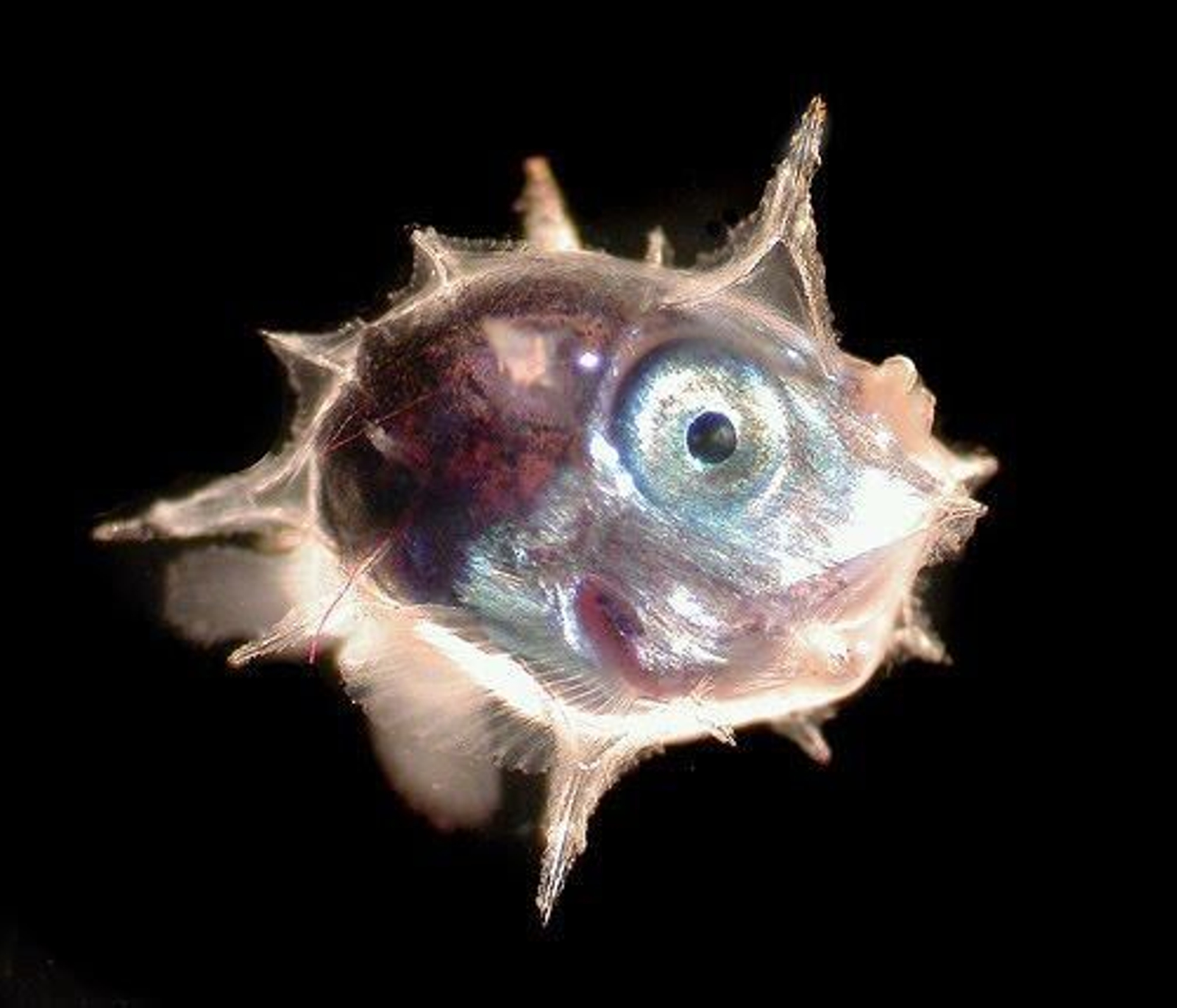 Larva de pez luna. Larva de pez luna.
