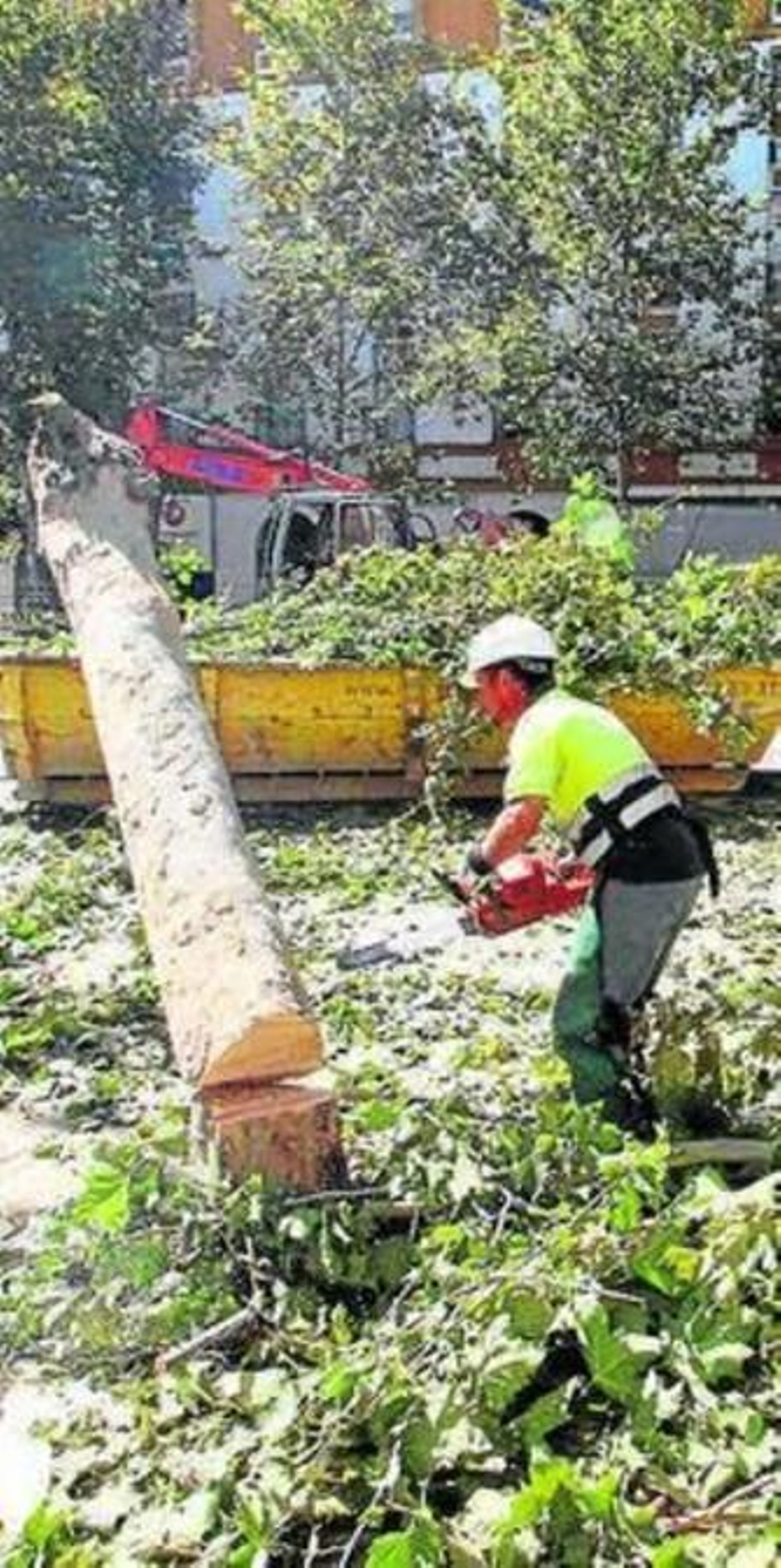Tala de árboles en Almirante Lobo.