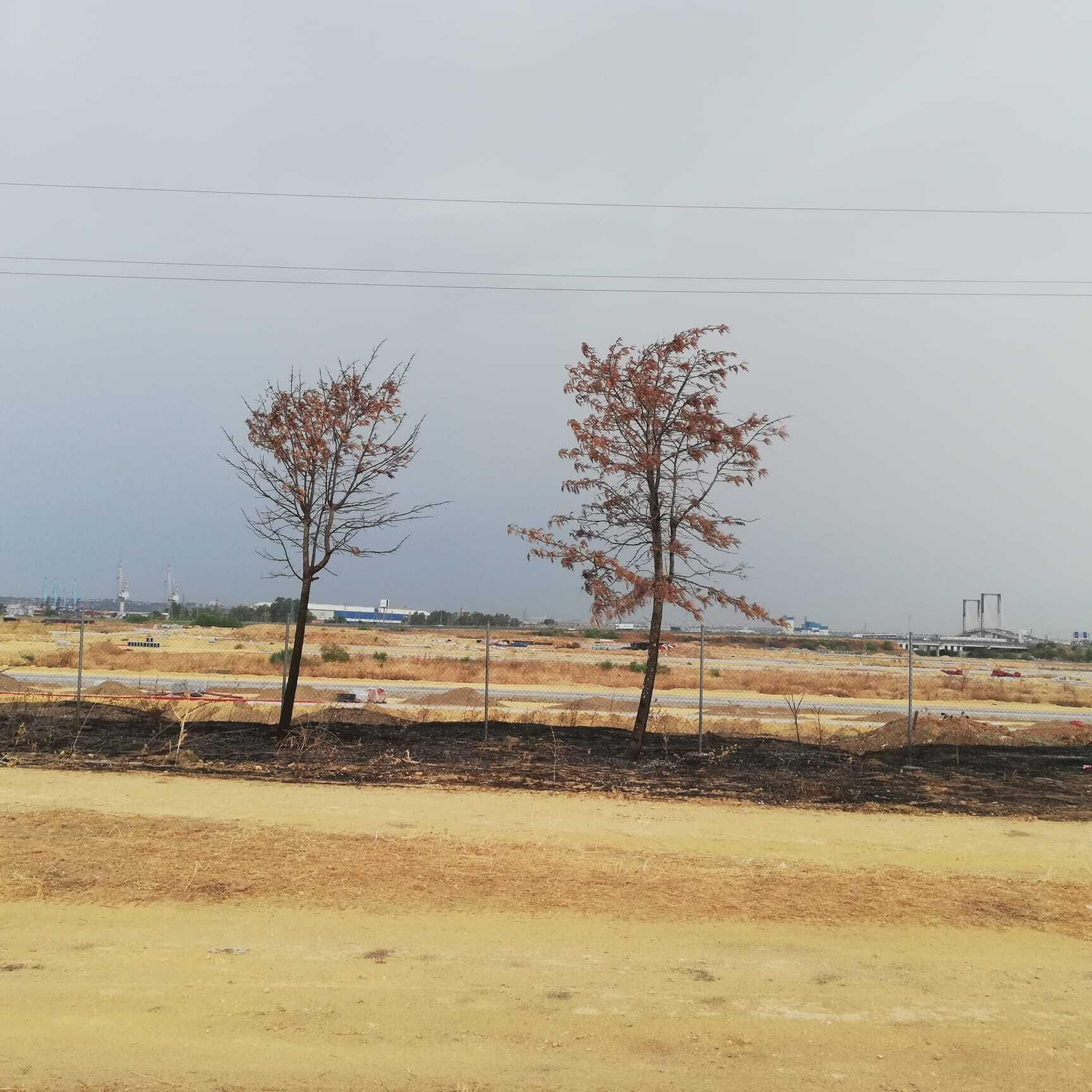 Árboles calcinados del Parque de Palmas Altas y, al fondo, obras de urbanización de Isla Natura.