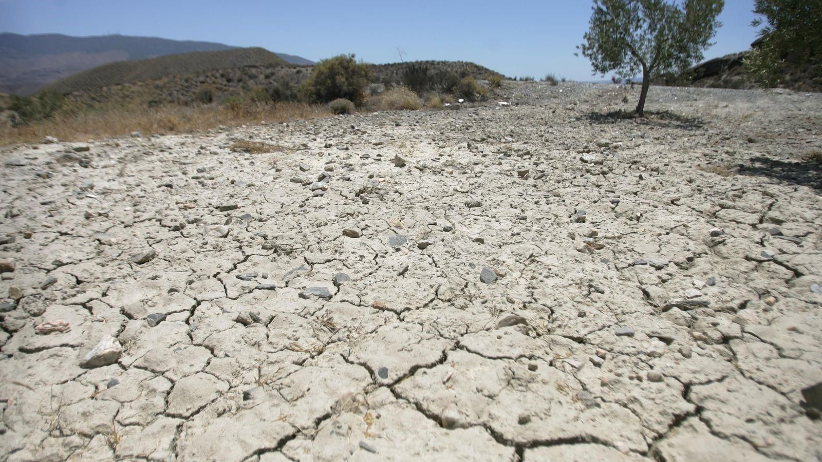 Las lluvias ni aparecen en la comarca Campo de Níjar (Almería)