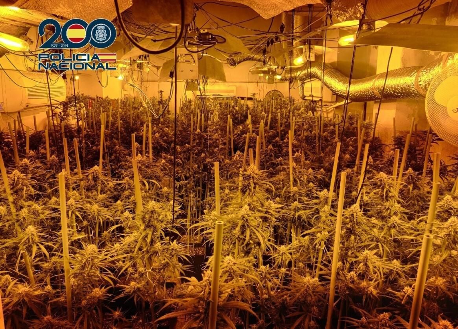 Las plantas de marihuana descubiertas por la Policía