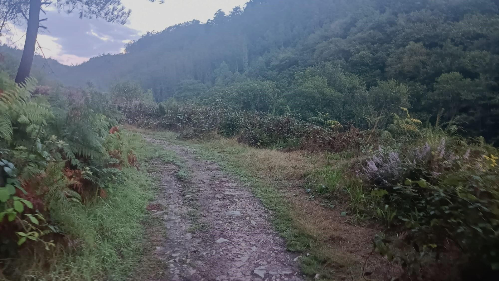 El primer tramo de esta etapa es de gran belleza: sigue un antiguo camino medieval mientras se interna en un denso bosque.