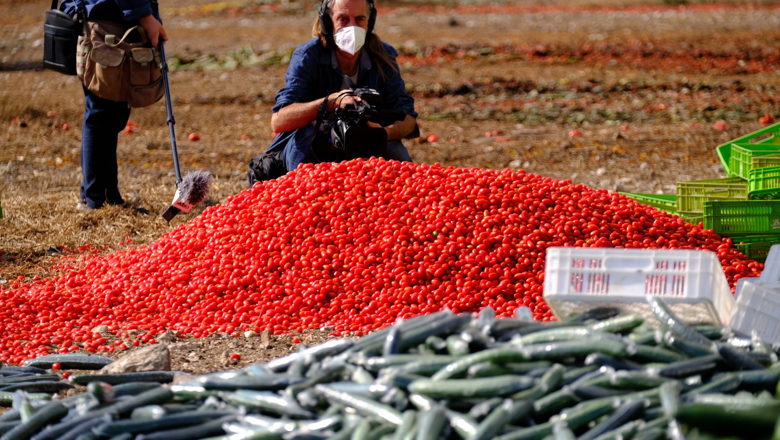 Fotogalería destrucción de pepinos en Almería