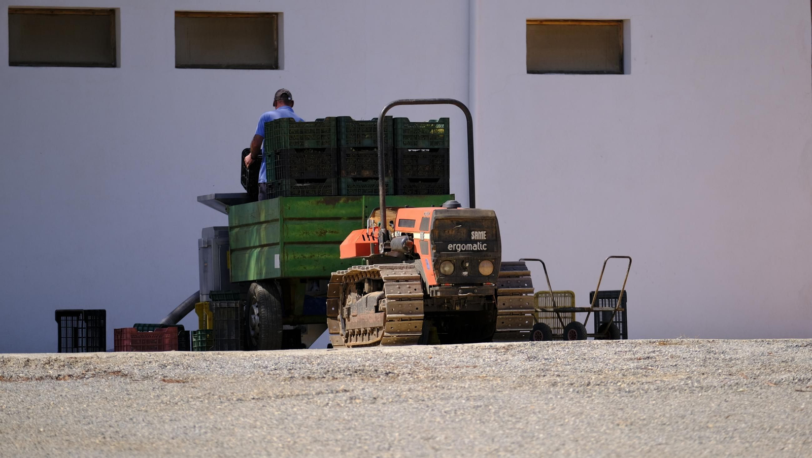 La vendimia en la Bodega Cortijo del Cura de Laujar, en imágenes