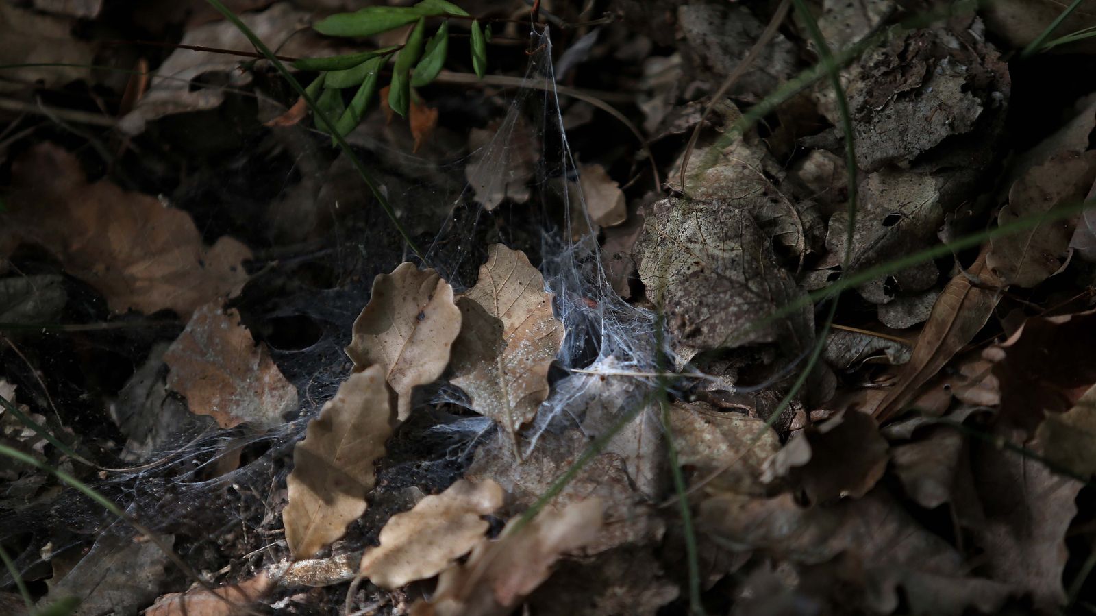 Las mejores fotos de San Carlos del Tiradero