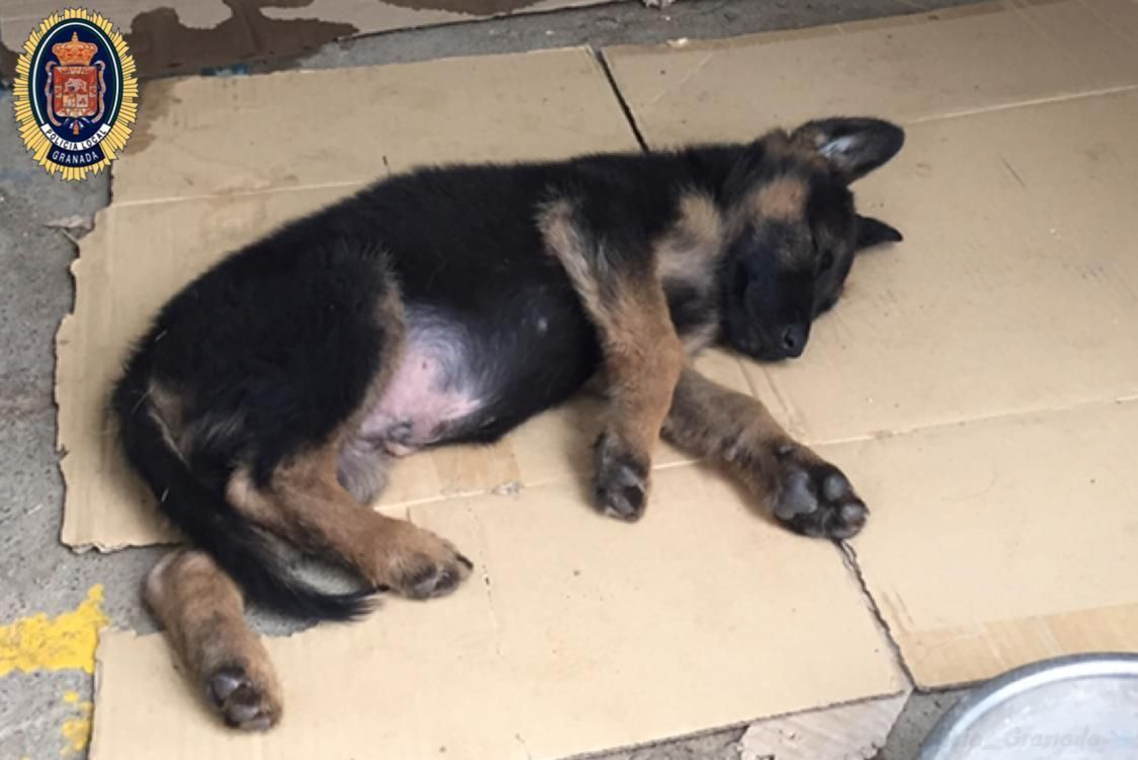 El animal, tras ser rescatado.