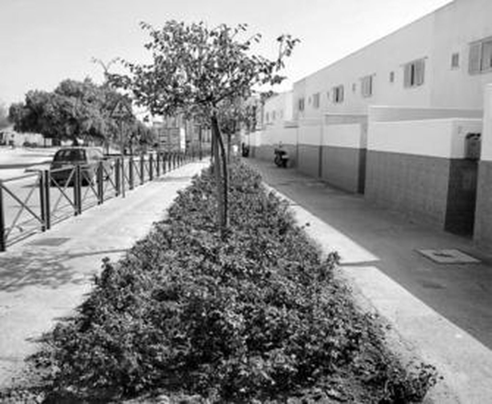 En las viviendas bioclimáticas de Carabina ya se han sustituido zonas de gramón por rosales.