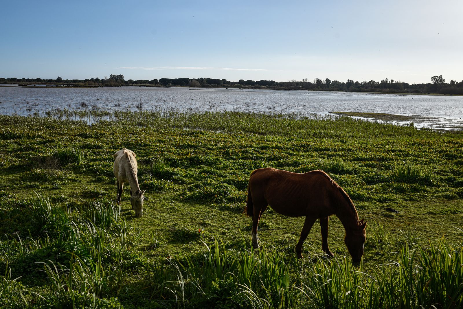 Imágenes del ambiente en la Aldea de El Rocío el domingo 26 de febrero