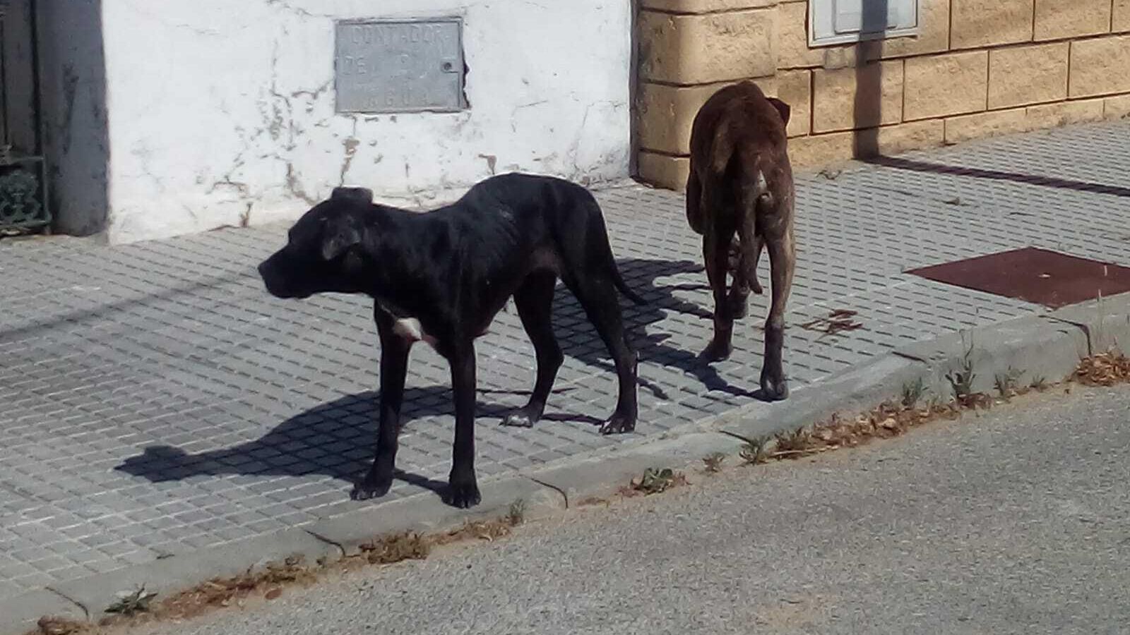 Dos de los perros deambulaban por la barriada del Meadero de la Reina Dos de los perros deambulaban por la barriada del Meadero de la Reina