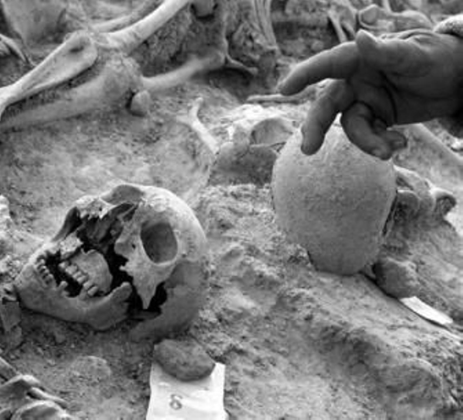 Huesos hallados en la fosa común de Santoyo, donde yacían los restos de 25 fusilados de Torquemada.