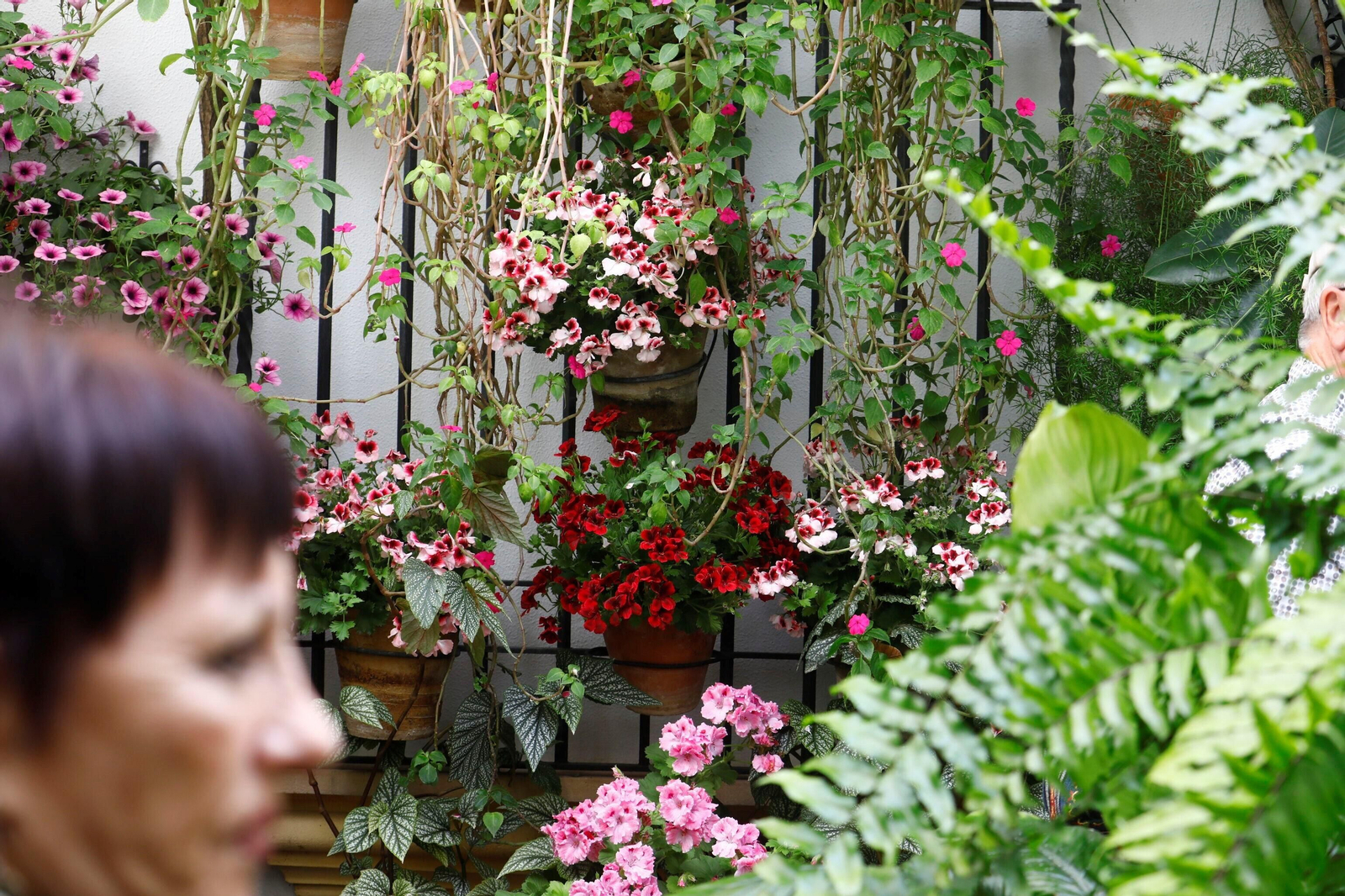 Los patios de Córdoba de la ruta Judería-San Francisco, en imágenes