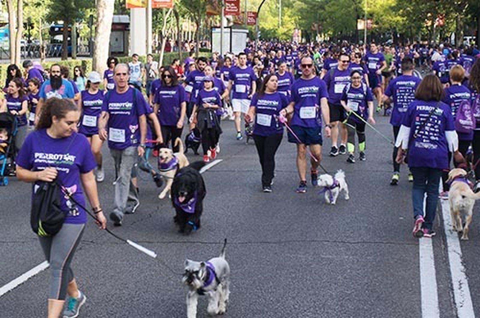 La nueva edición de la 'Perrotón Madrid' se celebrará de forma presencial el próximo 10 de octubre