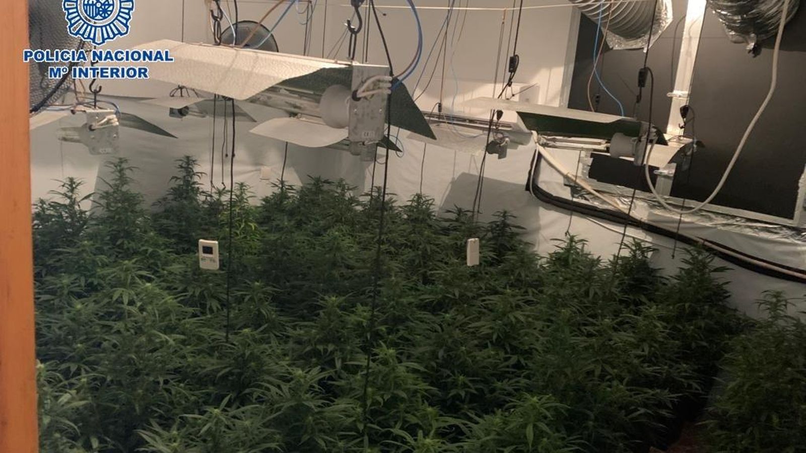 Plantas de marihuana intervenidas en uno de los domicilios.